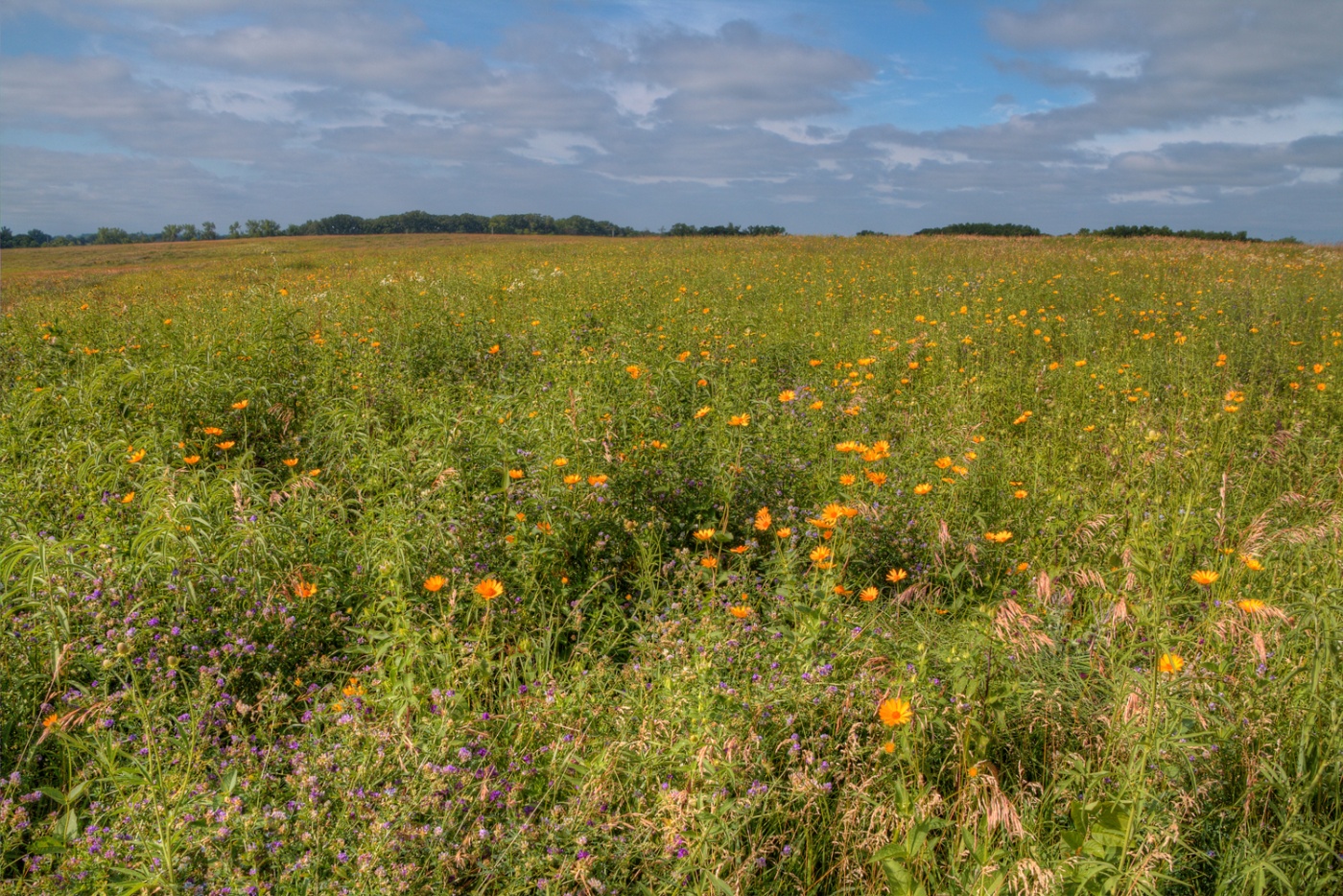 Blooming prairie in Lake Shetek State Park