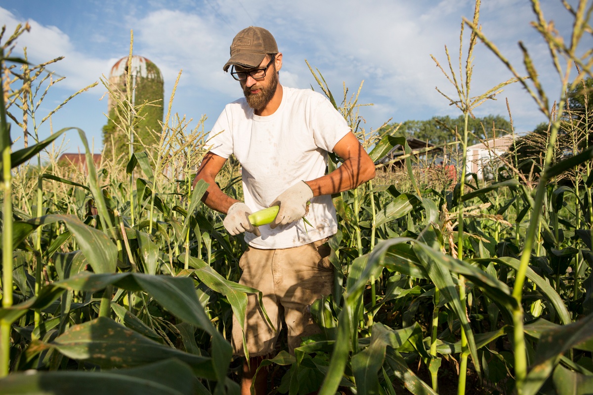 Man in cornfield with an ear of corn