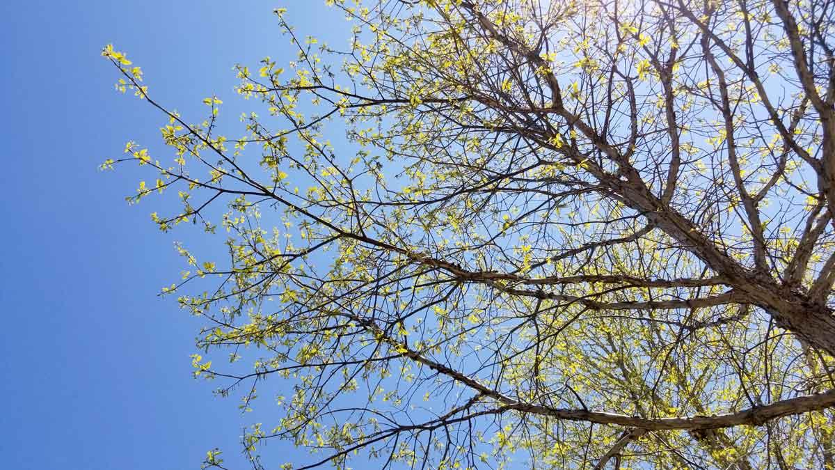 oak tree leafs out in spring