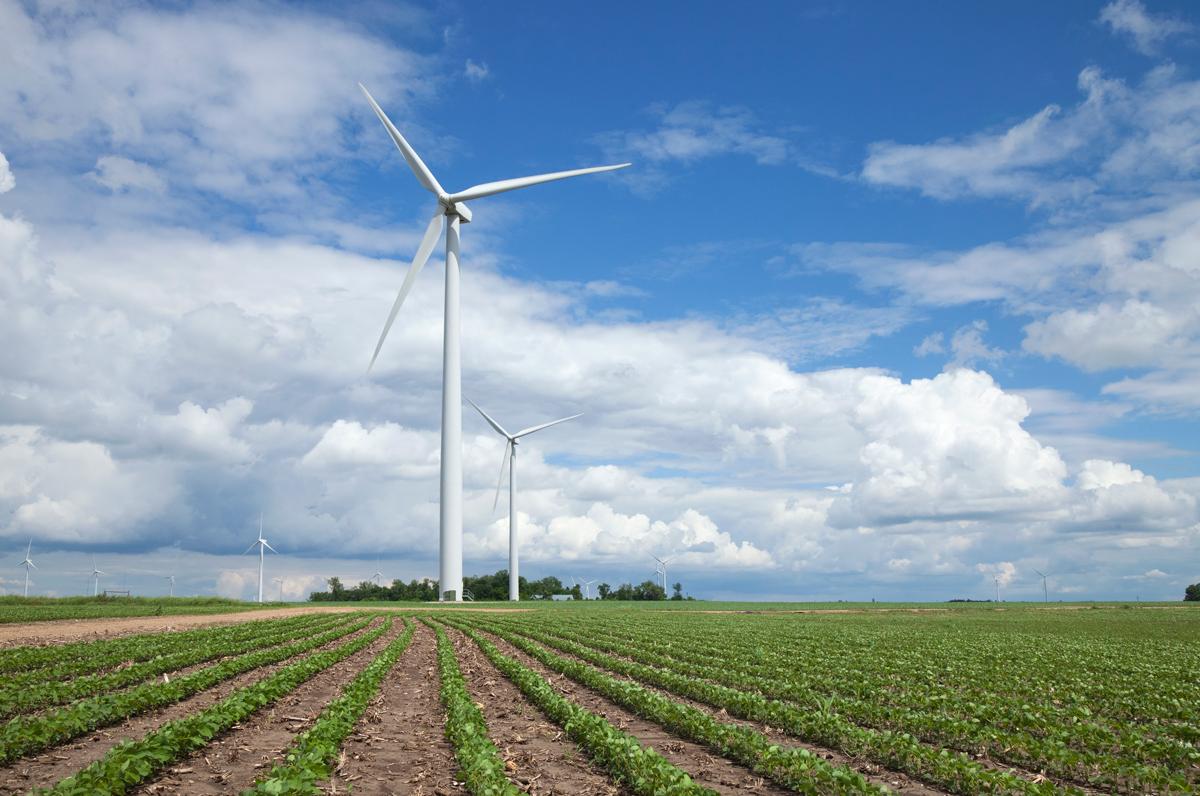 wind turbine in a soybean field