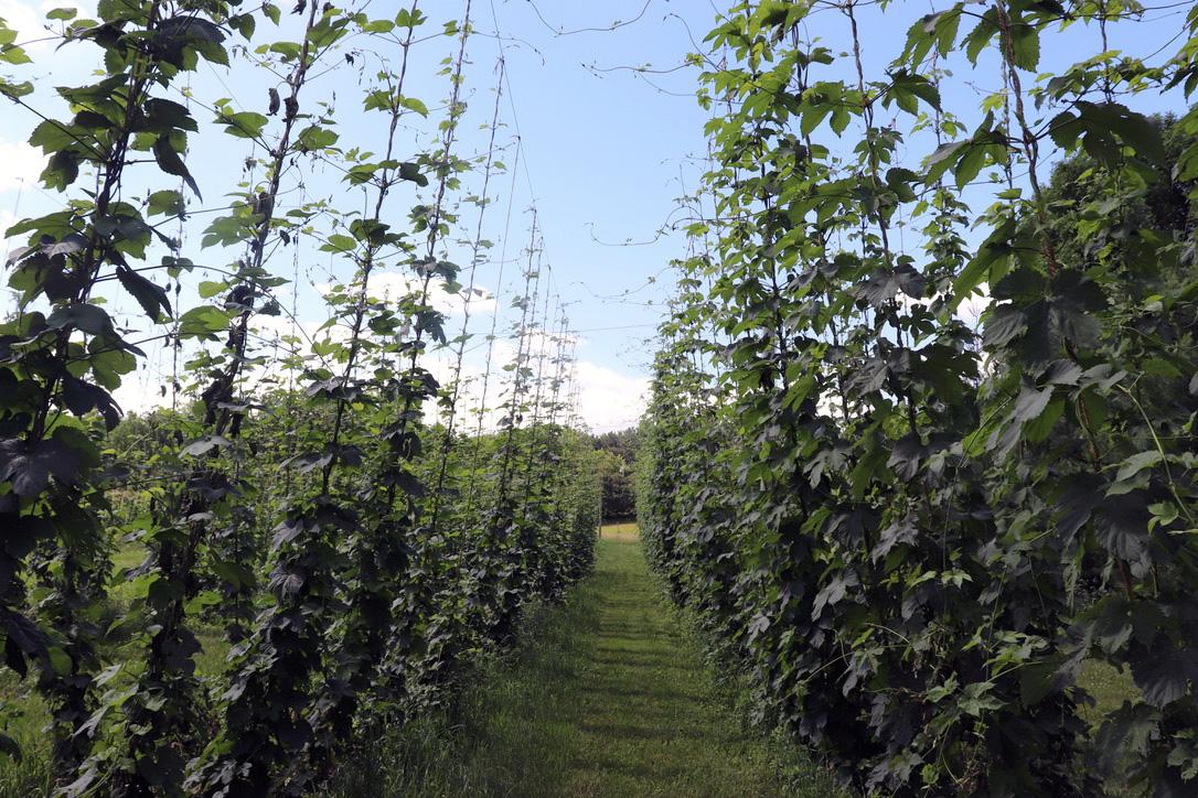 Rows of hops at Stone Hill Farm