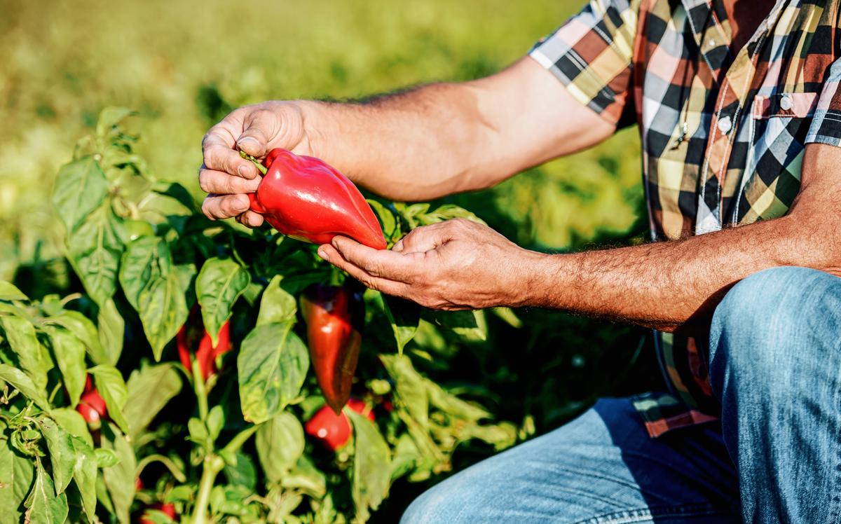 Farmer in field inspects bell pepper