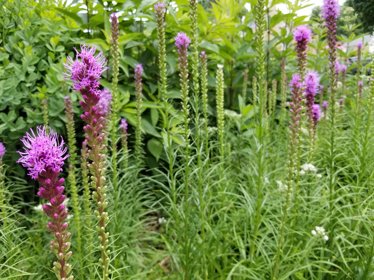 Blazing star flowers in a garden