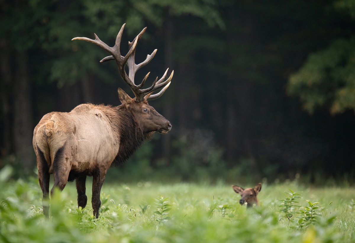 Bull and baby elk at the edge of a forest