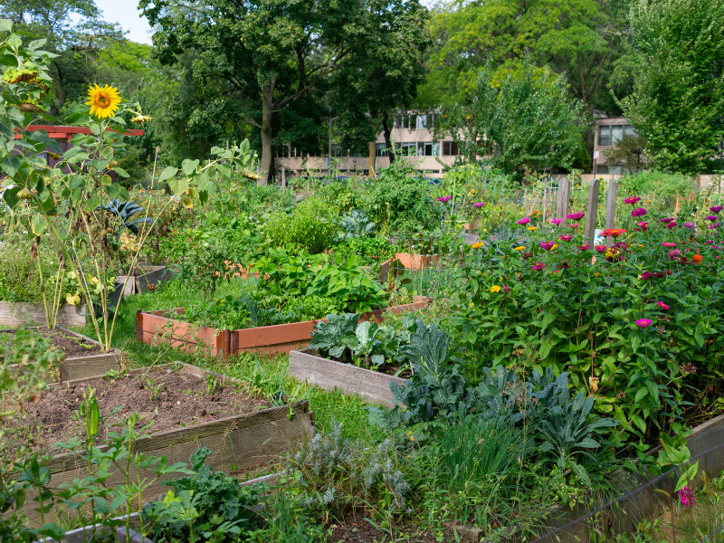 community garden