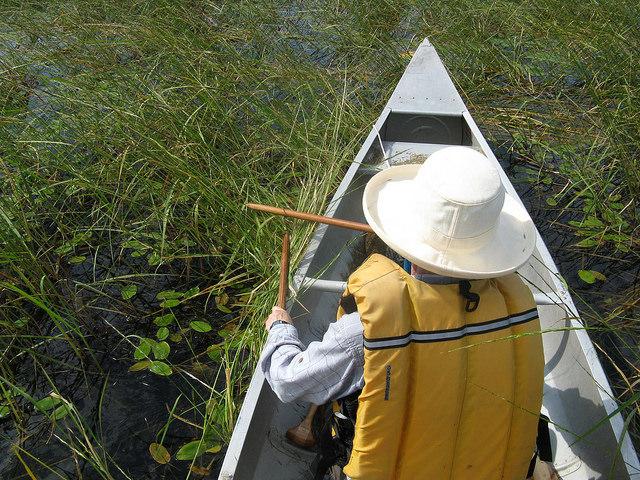 Canoe and Wild Rice - Photo from MPCA Ed Swain