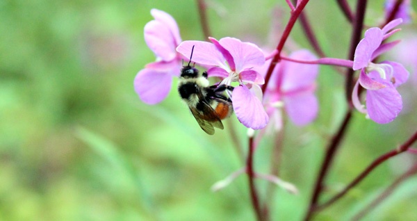 bee-purple-flower.jpg