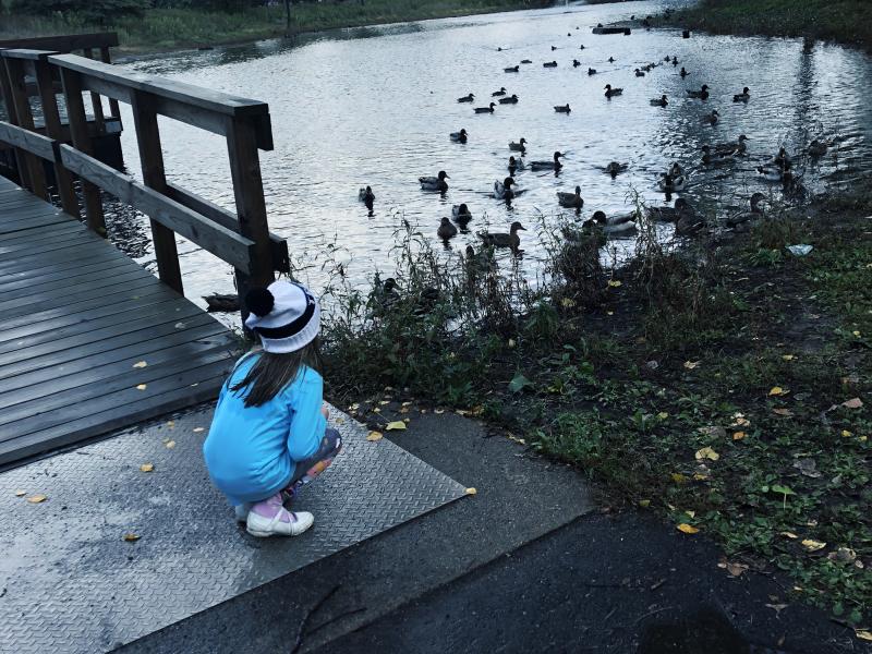Brooklyn Park Ducks
