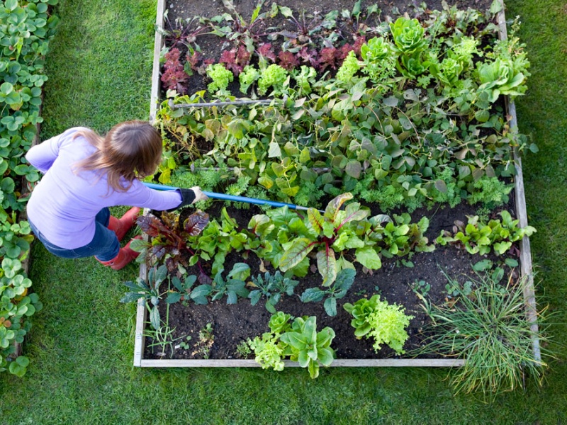 Gardener hoes raised bed of vegetables