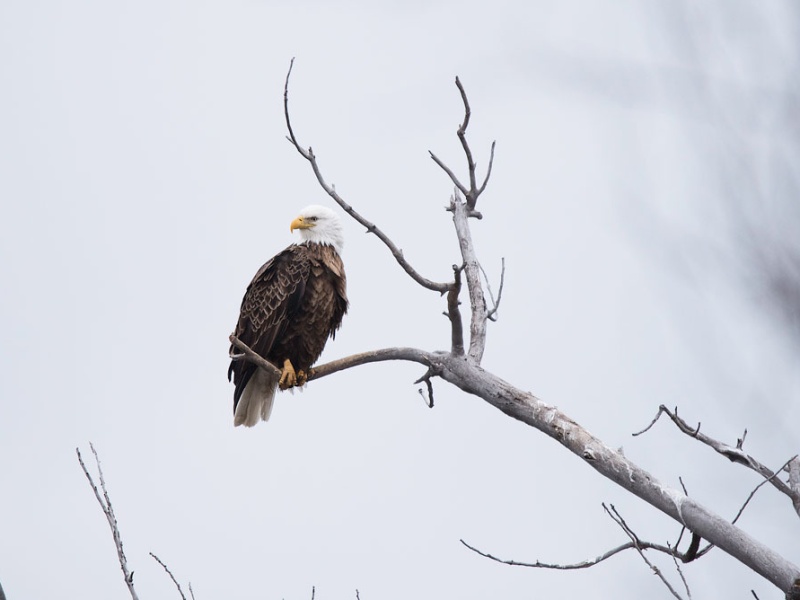 Bald eagle perched on a bare branch