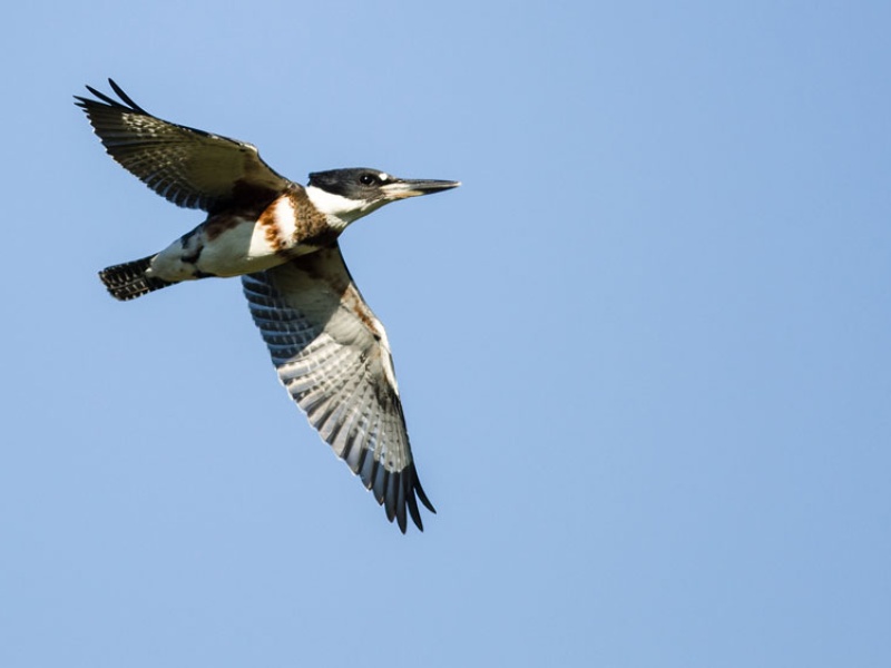 Belted kingfisher flying