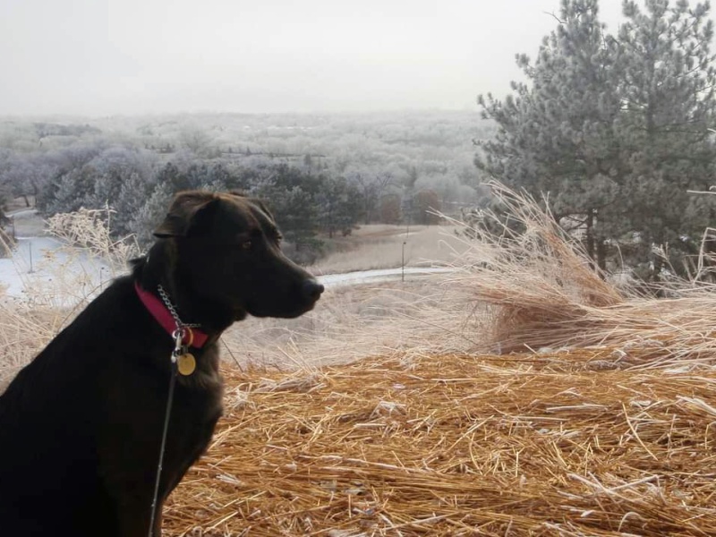 Dog at Battle Creek Park