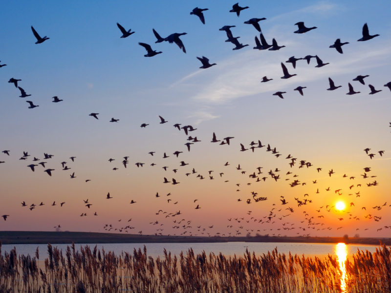 Migrating Waterfowl