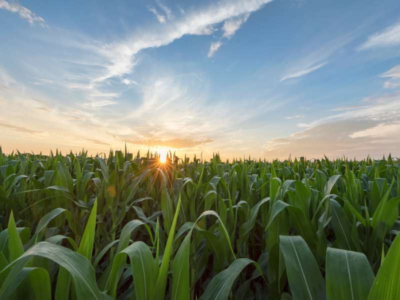 Cornfield and cloudy wisps at sunset