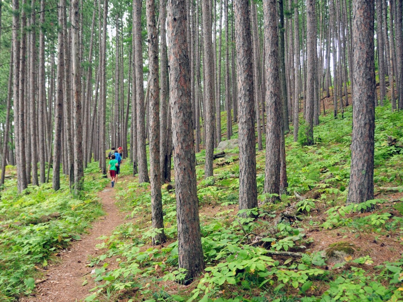 group of kids hikes in forest