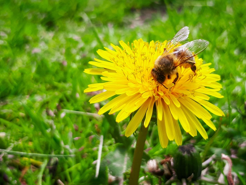 Bee on a dandelion