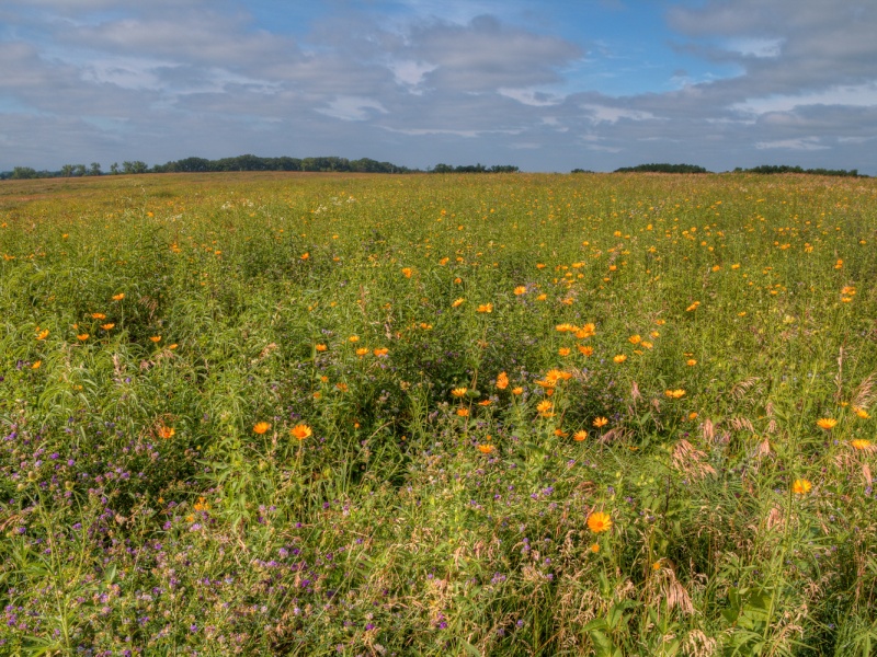 Blooming prairie in Lake Shetek State Park