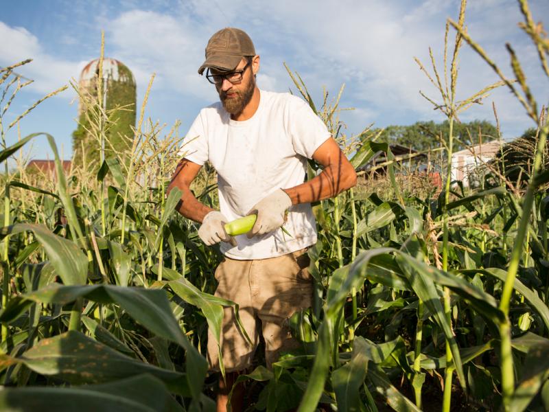Man in cornfield with an ear of corn