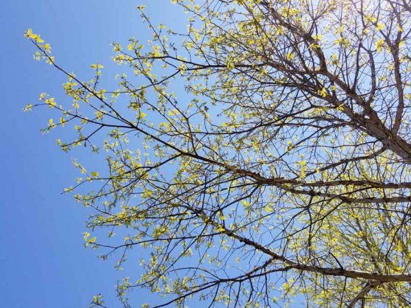 oak tree leafs out in spring
