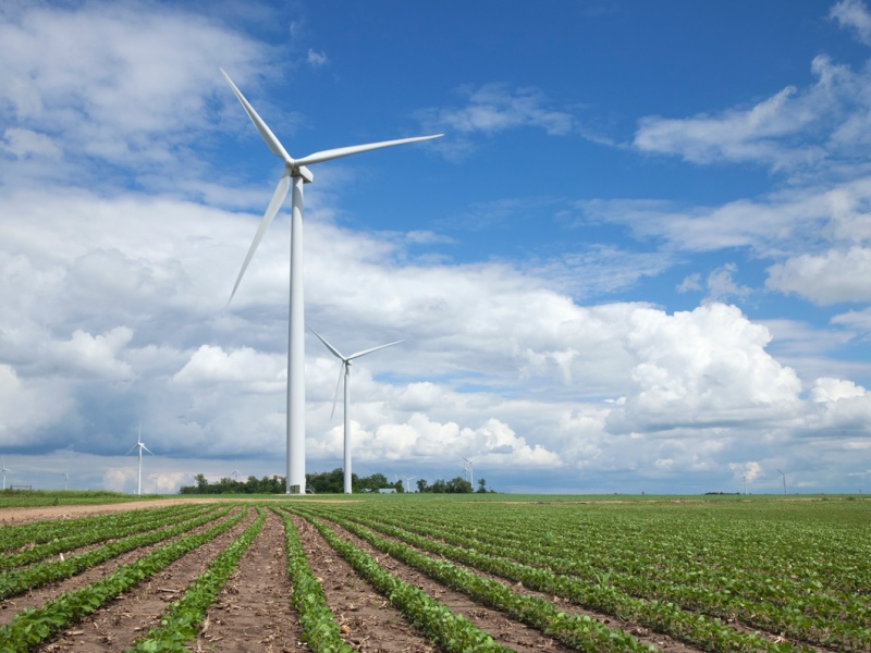 wind turbine in a soybean field