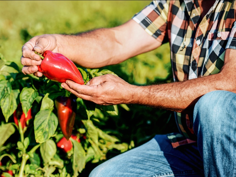 Farmer in field inspects bell pepper