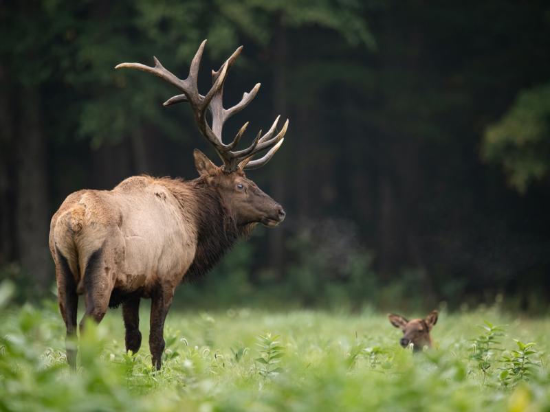 Bull and baby elk at the edge of a forest