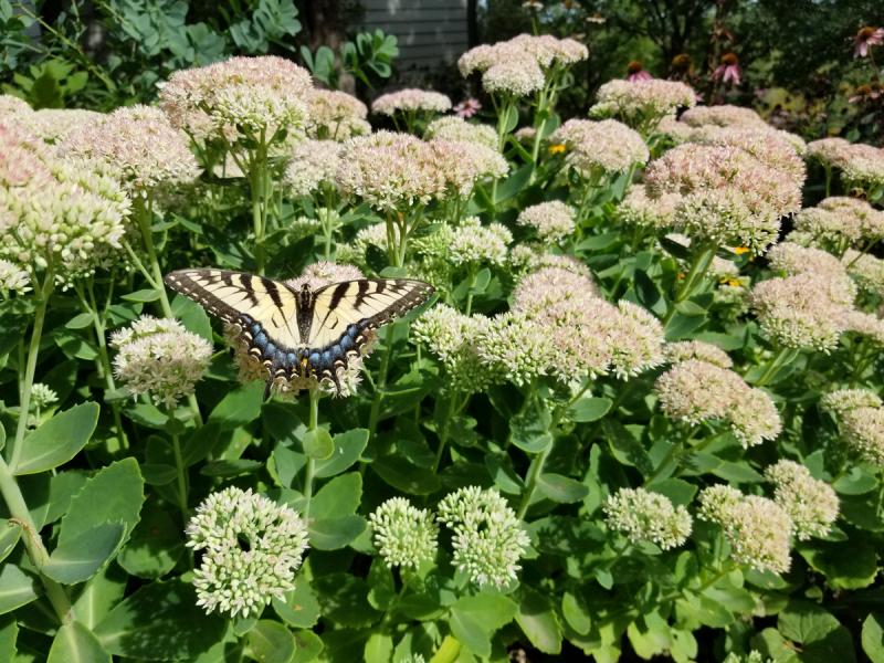 Swallowtail butterfly rests on sedum plants