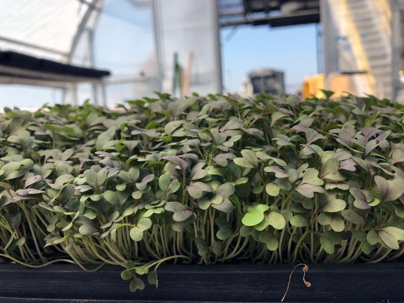 Greens growing in a farm greenhouse