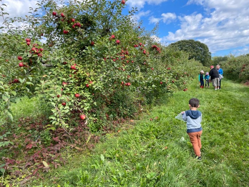 family picks apples at orchard