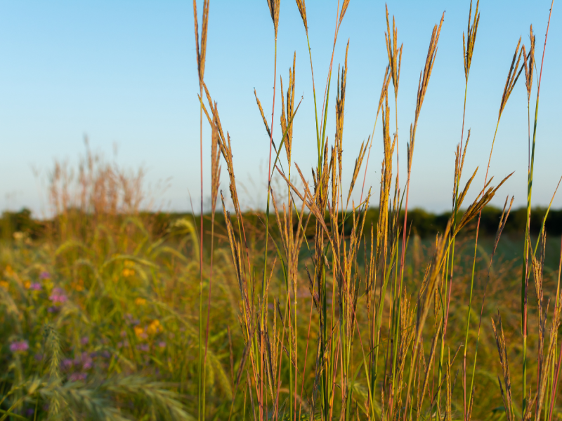 Prairie landscape