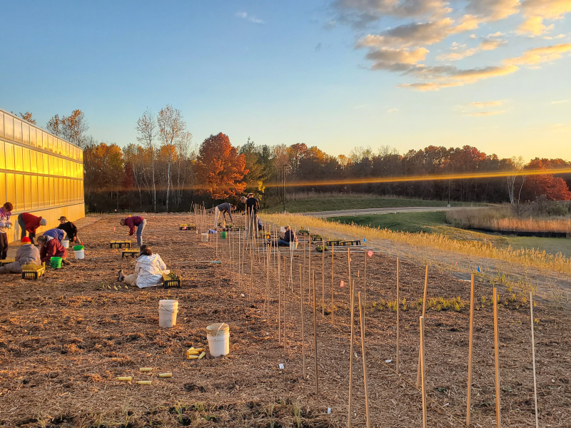 native crop planting outside a greenhouse