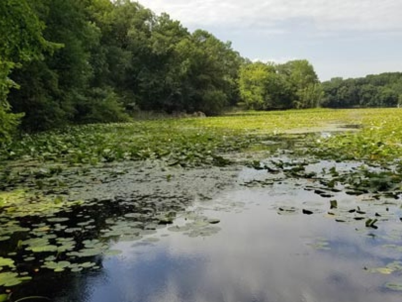 LebanonHills-CattailLake-KPR.jpg