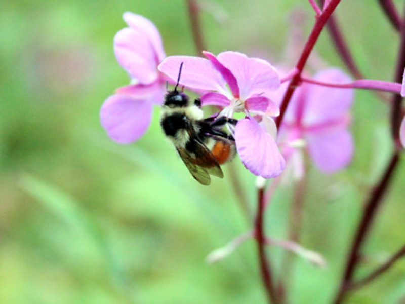 bee-purple-flower.jpg