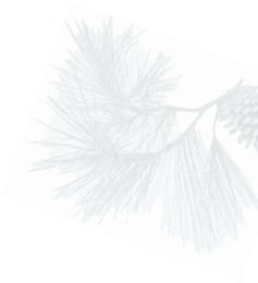 Pine Bough