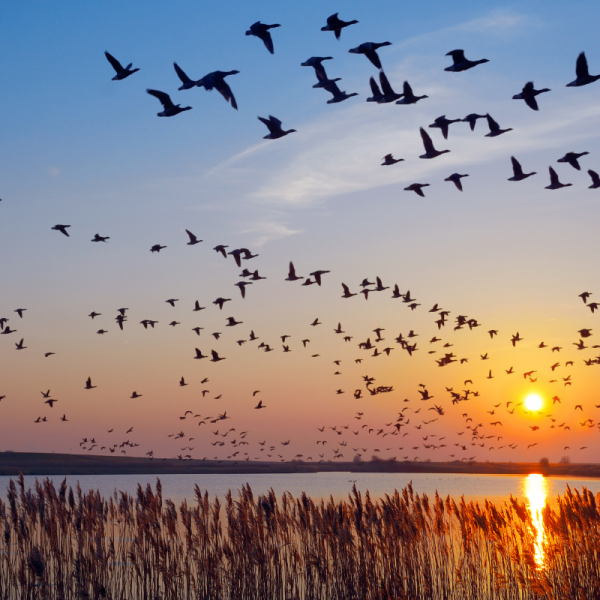 Migrating Waterfowl