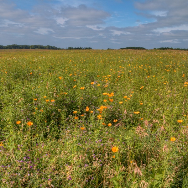 Blooming prairie in Lake Shetek State Park