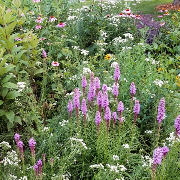 pollinator garden with Blazing Star blossoms