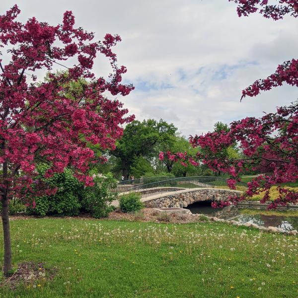 Bridge crosses stream in a blossoming park