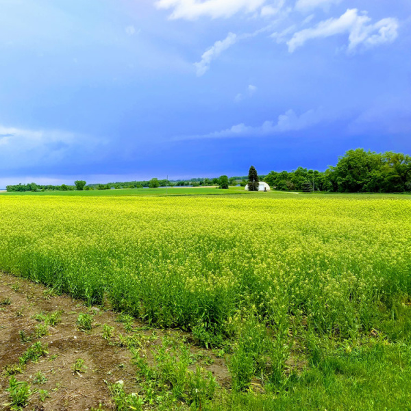 Agricultural field pf winter camelina.