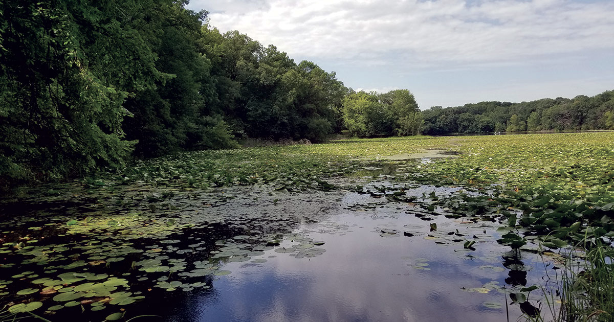 How Edina Is Improving Lake Cornelia Conservation MN